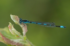 David Plant Photography - Wildlife Photography - Variable damselfly - H